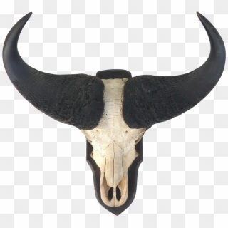 Water Buffalo Skull With Horns Wall Mount - Water Buffalo Skull, HD Png Download