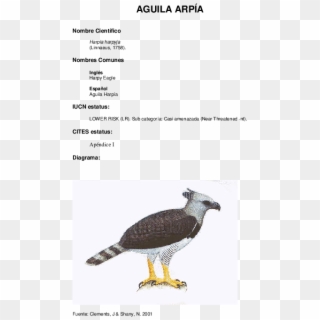 Águila Vuela Muy Ave Animales Png Águila Png Vuela - Bald Eagle, Transparent Png