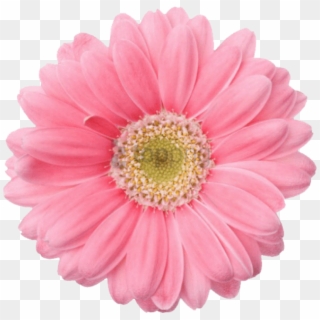 Free Png Transparent Flower Tumblr Png Image With Transparent - Gerbera Png, Png Download