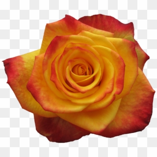 Rose Alert - Garden Roses, HD Png Download