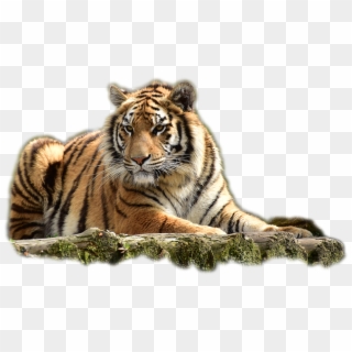 Download Tiger Png Transparent Images Transparent Backgrounds - Cb Background New Hd Tiger, Png Download