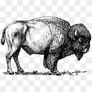 Bison Buffalo Animal Mammal Png Image - Drawing Of A Bison, Transparent Png