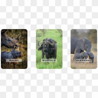 Our Big Five You Can See - Water Buffalo, HD Png Download