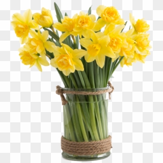 Narcissus Flower - Narzissen Vase, HD Png Download