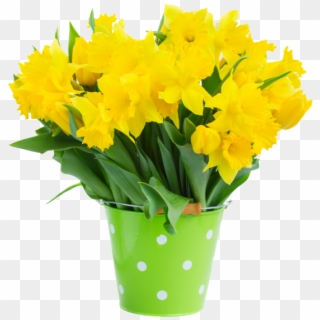 Narcissus Flower - Chậu Hoa Cúc Png, Transparent Png