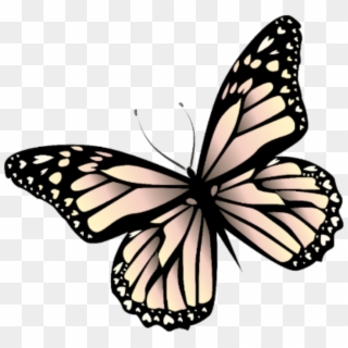 Butterfly Mariposa Monarch Monarca Nature Naturaleza - Butterfly Monarcas, HD Png Download