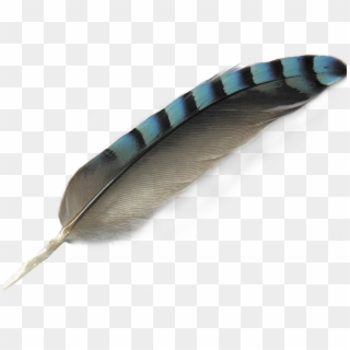 Transparent Feathers Turquoise - Eagle Feather, HD Png Download