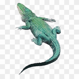 Crocodile Sticker - Green Iguana, HD Png Download