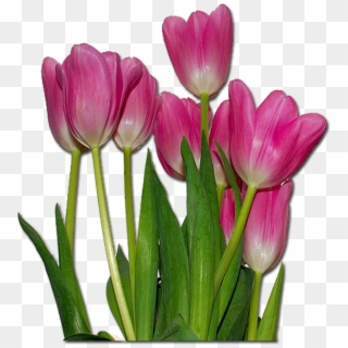Tulips Flowers , Png Download - Tulips Flowers, Transparent Png
