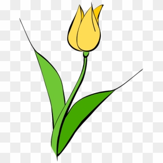 Free Png Download White Tulip Transparent Png Images - White Tulip ...