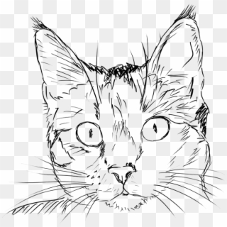 Cat Black And White Clipart - Cat In Black And White, HD Png Download