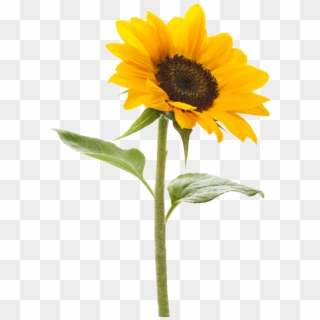 Sunflower Transparent Background - Sunflower With No Background, HD Png Download