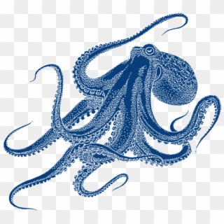 Octopus Drawing, HD Png Download