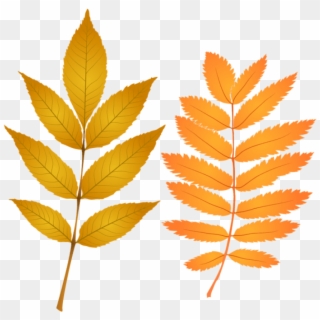 Free Png Download Fall Leaves Clipart Png Photo Png - Autumn, Transparent Png