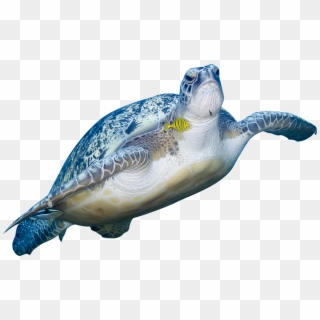 Turtle Swimming Png - Kemp's Ridley Sea Turtle, Transparent Png