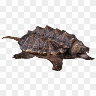 Snapping Turtle - Snapping Turtle Png, Transparent Png