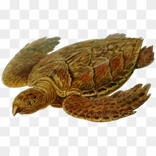 Hawksbill Sea Turtle Reptile Prehistory Computer Icons - Prehistoric Sea Turtle Art, HD Png Download