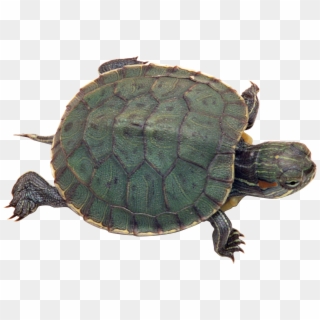 Download Turtle Png Transparent Images Transparent - Red Eared Slider Turtle Clear Background, Png Download