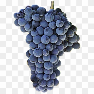 Red Wine Grape - Malbec Grape Png, Transparent Png