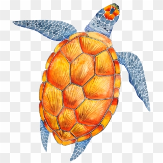 Tortoise, Turtle, Clip Art, Tortoise Turtle, Tortoise - Sea Turtle, HD Png Download