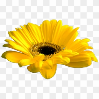 Free Png Download Yellow Flower Crown Transparent Png - Yellow Flower Gif Png, Png Download