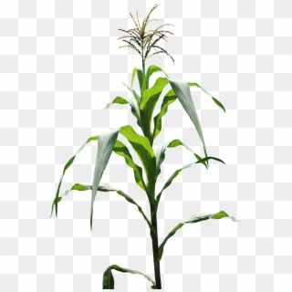 Maize Field Corn Field Png Image - Field Corn Plant, Transparent Png