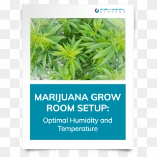 Grow Room Setup-download Cover - Herbal, HD Png Download