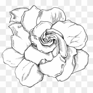 Clip Black And White Gardenia Drawing At Getdrawings - Gardenia Clipart Black And White, HD Png Download