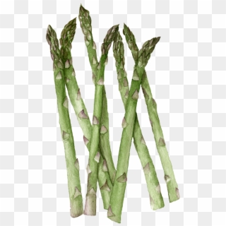 Asparagus - Twig, HD Png Download