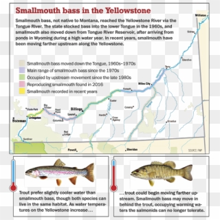 Smallmouth Bass On The Yellowstone River - Smallmouth Bass Movement, HD Png Download