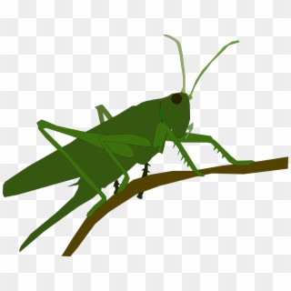 Animal Grasshopper Insect Png Image - Clipart Grasshopper Jumps, Transparent Png