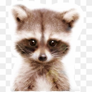 #racoon #freetoedit - Racoon Good Morning, HD Png Download