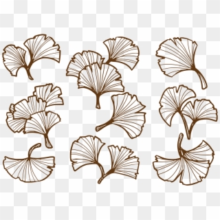 Drawing Ginkgo Leaf, HD Png Download