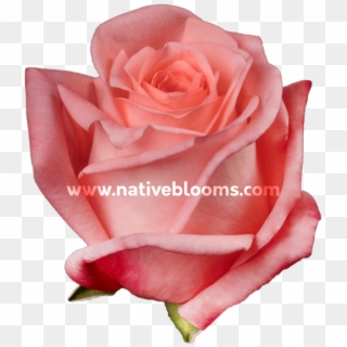 Engagement Roses - Garden Roses, HD Png Download