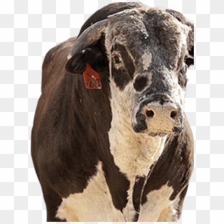 Dairy Cow, HD Png Download