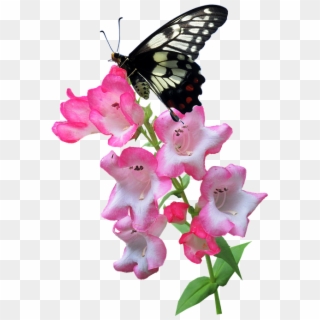 Butterfly, Flower, Summer, Plant, Insect - Butterfly On Flower Png, Transparent Png