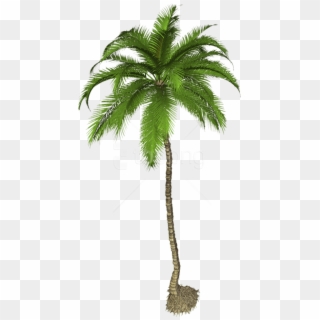 Coconut Palm Tree Png, Transparent Png