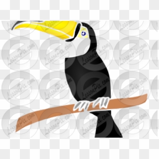 Toucan Clipart Toucan Bird - Toucan, HD Png Download