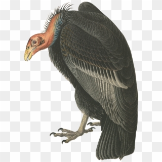 Pick A Bird From This Ny Public Library Digital Collection - Andean Condor Png, Transparent Png