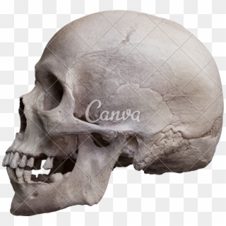 Left Side View Photos By Canva Purchase - Human Skull Left Side, HD Png Download