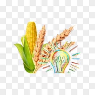 Corn Png Wheat - Triticale, Transparent Png