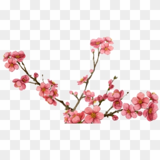 Transparent Cherry Blossom Png, Png Download