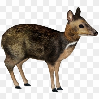 Philippine Mouse Deer Png , Png Download - Philippine Mouse Deer Png, Transparent Png
