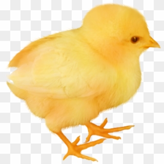 Baby Chicken Transparent Image - Chicken Baby Png, Png Download