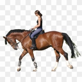 Rider - Horse And Rider Png, Transparent Png
