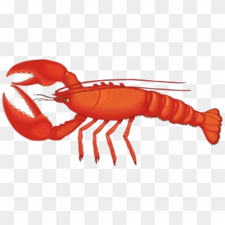 Crawfish Vector Spiny Lobster - Lobster Clipart, HD Png Download