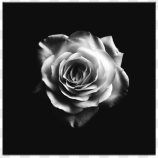 Romantic Rose - Life A Dark Rose, HD Png Download