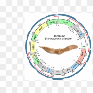 Circular Mitochondrial Genome Of Stenostomum Sthenum - Circle, HD Png Download