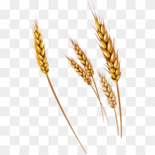 Free Images Toppng Transparent Transparent Background - Wheat Vector Png, Png Download