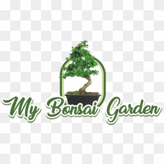 My Bonsai Garden - Sageretia Theezans, HD Png Download